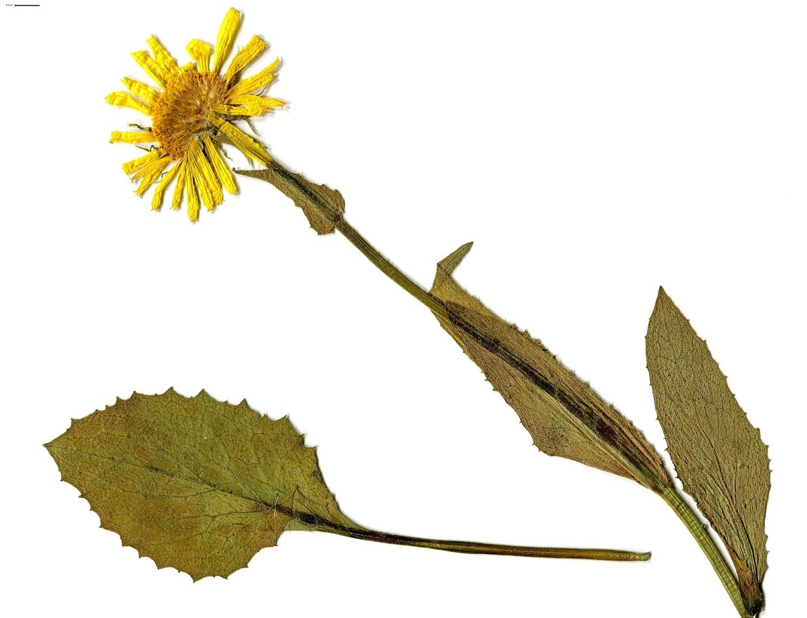 Doronicum grandiflorum (Asteraceae)